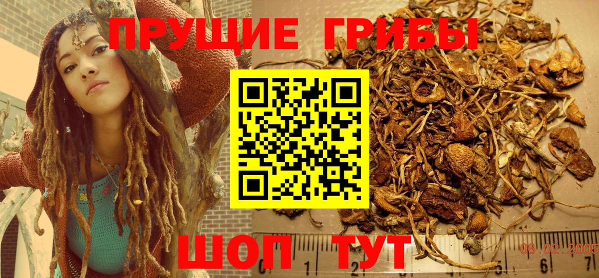 Галлюциногенные грибы Psilocybine cubensis Кунгур